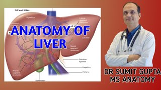 LIVER  ANATOMY [upl. by Vogeley]