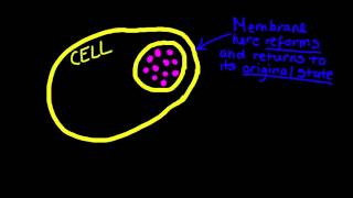 14 Exocytosis and Endocytosis [upl. by Magena367]