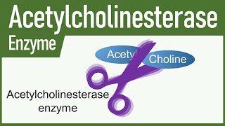 Acetylcholinesterase Enzyme [upl. by Napier]