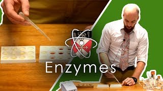 Enzymes  GCSE Science Required Practical [upl. by Arocet]