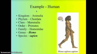 Taxonomy  Classification [upl. by Aikahs]