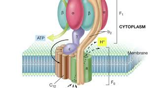 ATP SINTETASI  BIOLOGIA DEI MICRORGANISMI 13 [upl. by Spindell]