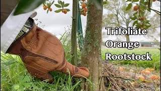 Trifoliate Orange Rootstock [upl. by Elagibba877]