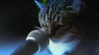 Meow Mix song 1 hours [upl. by Niamert]