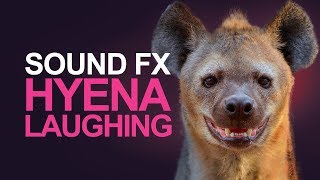 HYENA LAUGHING  Sound Effects High Quality [upl. by Erodasi]