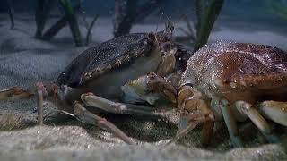 Arthropods  Blue Crab Molting [upl. by Tacye]