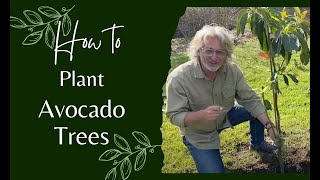 How to Plant Avocado Trees [upl. by Glennis731]