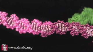 Mechanism of Recombination [upl. by Cesaria]