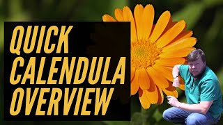 Calendula  2 Minute Overview [upl. by Durware785]