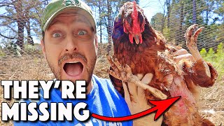 Chickens Molting Or Something Else 9 REASONS Chickens LOSE Feathers And What To Do About It [upl. by Elleinaj264]