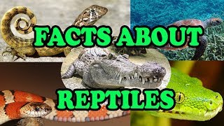 Facts about Reptiles  Science With Kids [upl. by O'Toole]