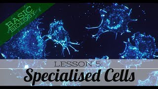 Basic Biology Lesson 5 Specialised Cells GCSE Science [upl. by Severn]