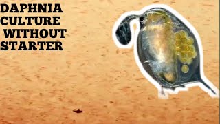 HOW TO CULTURE DAPHNIA NATURALLY WITHOUT A STARTER [upl. by Ruella]