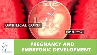 Pregnancy and Embryonic Development [upl. by Aleira552]