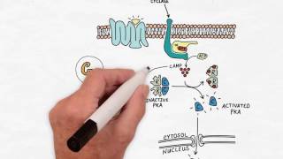 G Protein Signaling  Handwritten Cell amp Molecular Biology [upl. by Arrait970]