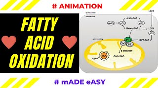 Fatty Acid Oxidation  Animation  Biochemistry  Made Easy [upl. by Ford]