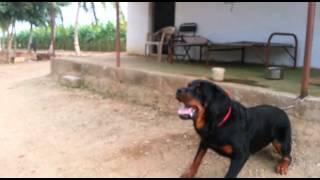 Rottweiler dog attacks man in India [upl. by Sosthina]