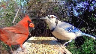 Blue Jays and Cardinals  Extreme CloseUp [upl. by Oelc]