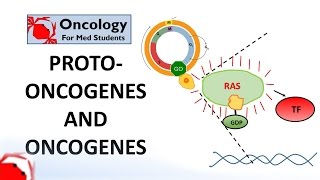 7 Protooncogenes and Oncogenes [upl. by Euqinay]