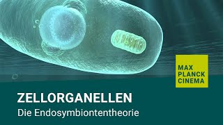 Zellorganellen  Die Endosymbiontentheorie [upl. by Sabine]