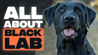 Black Labrador  A Brief Guide to Black Labrador Retrievers [upl. by Mylander564]