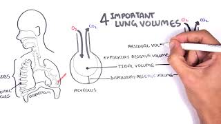 Lung Function  Lung Volumes and Capacities [upl. by Zephan561]