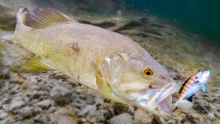 How Fish React To Different Lures Underwater Bite Footage [upl. by Shay307]