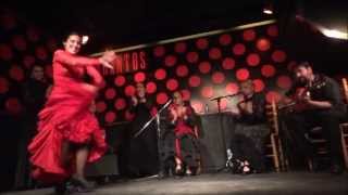 Amazing Flamenco Show in Los Tarantos Barcelona [upl. by Grae]