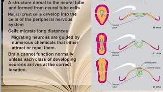 92 Neuronal Proliferation Migration amp Aggregation [upl. by Enom]