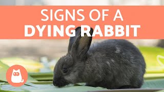 5 Signs Your Rabbit is Dying [upl. by Jak]