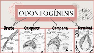 Odontogénesis paso a paso  Desarrollo del diente  OdontologiaconCri [upl. by Justinn]