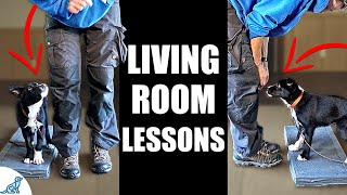 5 Puppy Training Exercises You Should Do EVERY DAY At Home  Living Room Lessons [upl. by Fabien]