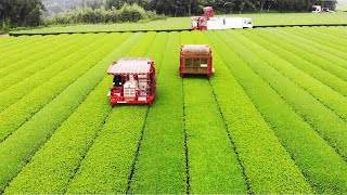 Japanese Green Tea Cultivation  Green Tea Farm  Green Tea Harvest and Processing [upl. by Aimo]