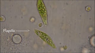 Euglena  The Flagellate [upl. by Nimaynib469]