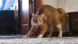 Adrenaline Cats  Funny Cat Video Compilation 2020 [upl. by Seuqirdor]