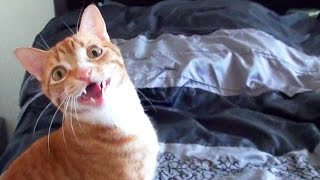 Funny Cats and Kittens Meowing Compilation [upl. by Fineberg496]