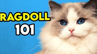 Ragdoll Cat 101  Learn EVERYTHING About Them [upl. by Nonek36]