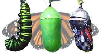 Monarch Butterfly Metamorphosis Timelapse FYV [upl. by Solita]