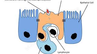 Salmonella Pathogenesis lecture [upl. by Rad]