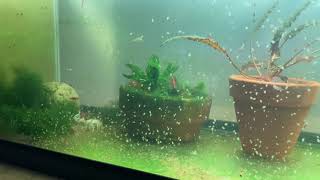 Daphnia Culturing Snails or no snails [upl. by Kendall901]