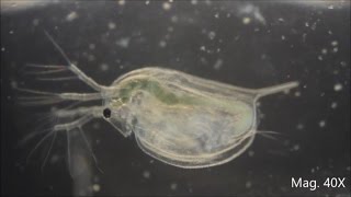 Daphnia magna under the Microscope [upl. by Neeroc]