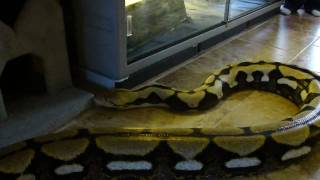 Huge Tiger Reticulated Python [upl. by Arinaid]