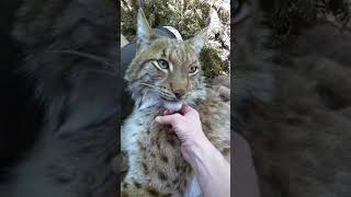 Petting a lynx [upl. by Maunsell]