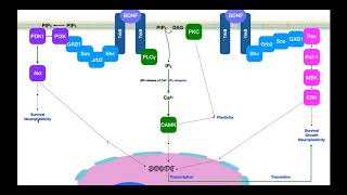 BrainDerived Neurotrophic Factor BDNF  Signaling amp Mechanism [upl. by Arak]