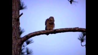 Two Barred Owls Hooting [upl. by Nael]