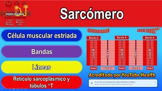 Sarcómero  Sarcómero estructura y función  Sarcómero bandas [upl. by Stroup490]