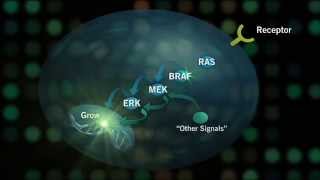 The RASRAF Pathway New Cancer Research [upl. by Redman877]