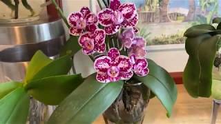 Growing Phalaenopsis in water [upl. by Junia]