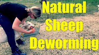 Deworming Sheep the Natural Way [upl. by Tsepmet]