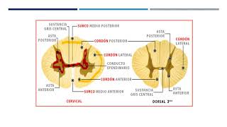 Médula espinal y nervios espinales [upl. by Gerome]